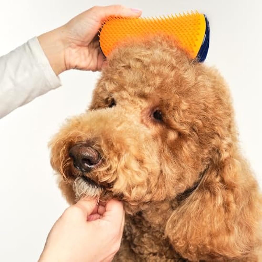 Detangling and Dog Grooming Brush