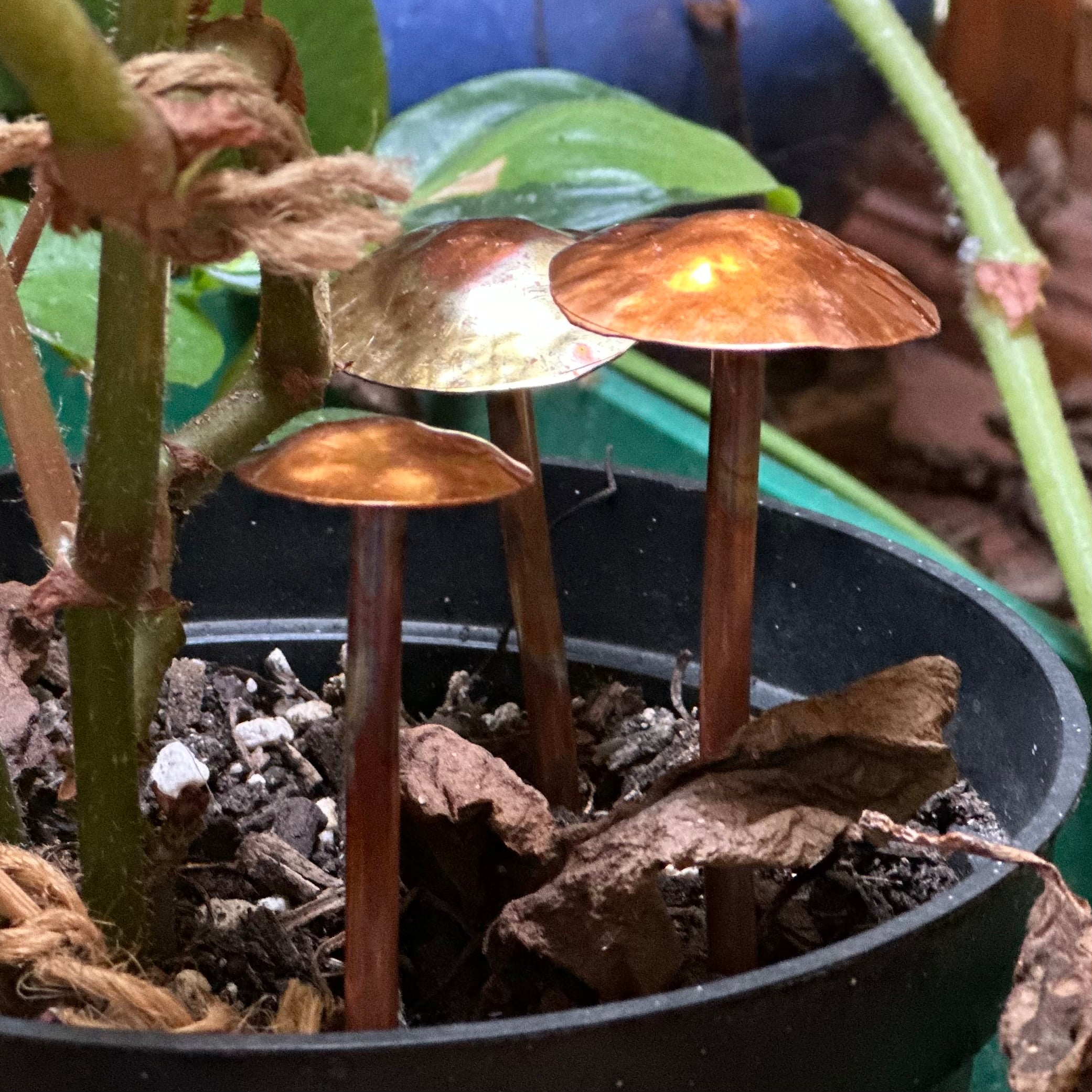 3 Copper Mushrooms