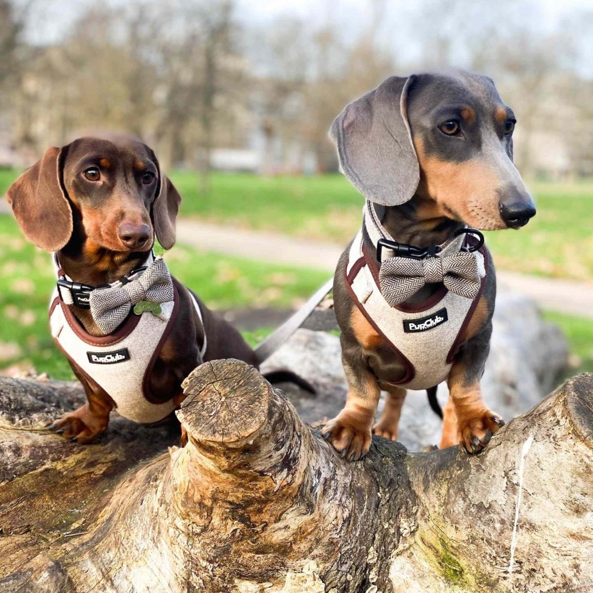 Tweed Adjustable Harness - Brown
